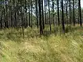 Standort im Apalachicola Forest in Florida