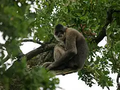 Nördlicher Weißwangen-Schopfgibbon (Nomascus leucogenys)