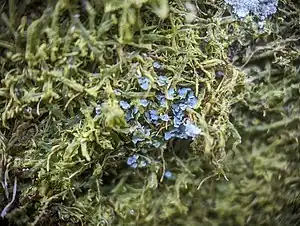 2024 Normandina pulchella
