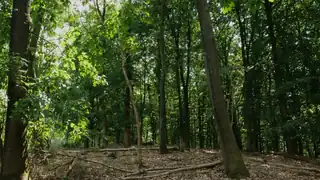 Blick in den Wald vom Norrenberg aus.