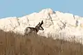 Pronghorn vor dem Electric Peak
