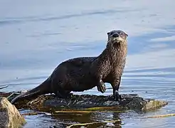 Nordamerikanischer Fischotter (Lontra canadensis)