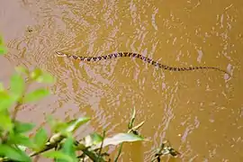 schwimmendes Exemplar