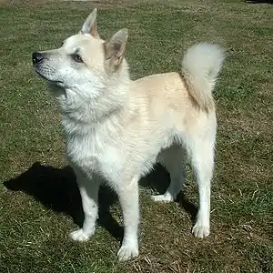 Norwegischer Buhund