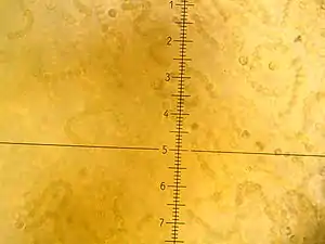 Nostoc flagelliforme, Zellfäden