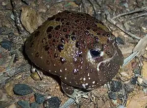 Katholikenfrosch, Notaden bennettii