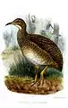 Taczanowskisteißhuhn (Nothoprocta taczanowskii) illustriert von Joseph Smit