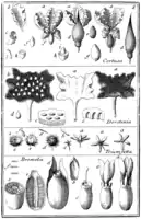Tafel 8:„Cortusa“„Dorstenia“„Triumfetta“„Bromelia“