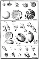 Tafel 11:„Plinia“„Alpina“„Pisonia“