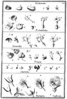 Tafel 12:„Dodonaea“„Rondeletia“„Gerardia“„Tragia“„Saururus“„Turnera“