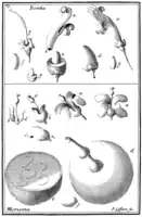 Tafel 23:„Bontia“„Morisona“