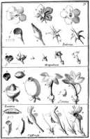 Tafel 31:„Bellonia“„Arapabaca“„Lobelia“„Barleria“
