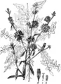 Illustration von Martin Cilenšek