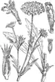 Illustration von Martin Cilenšek