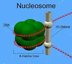 H1 histone family, member 0