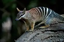 Numbat (Myrmecobius fasciatus)