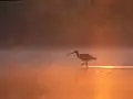 Großer Brachvogel