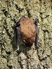 Großer Abendsegler, Fledermaus des Jahres 2016,2017