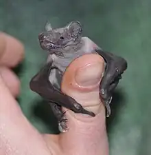 Abendsegler - Jungtier (Nyctalus noctula)