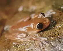 Australian lace-lid (Nyctimystes dayi)