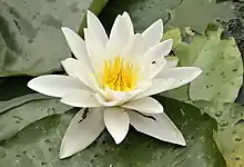 2017 Weiße Seerose
