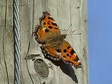 2018 Großer Fuchs