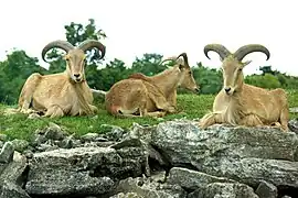 Mähnenspringer (Ammotragus lervia)