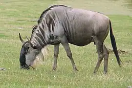 Streifengnu (Connochaetes taurinus)