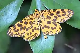 Obeida tigrata