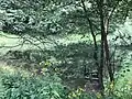 Oberer Engelsburger Teich (2019), stark verwildert