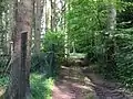 Waldweg