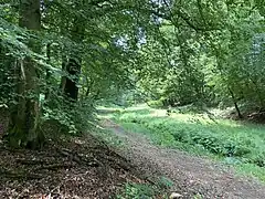 Sengbach durchfließt Buchenwald-Lichtung