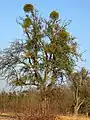 Obstwiesenbaum