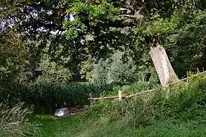 Verwilderter Teich