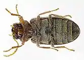 Abb. 6: Unterseite