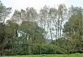 Überreste des ehemaligen Burghügels