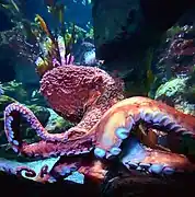 Krake