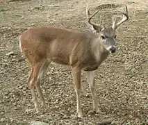 Guyana-Weißwedelhirsch (Odocoileus virginianus cariacou)