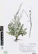 Oenanthe pimpinelloides (die kleinen, weißen Knollen, Wurzel werden verwendet)
