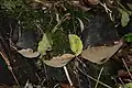 Pappel-FeuerschwammPhellinus populicola
