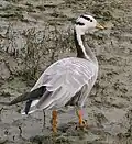 Streifengans (Anser indicus)