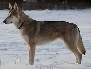 Saarlooswolfhund