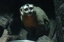 Östlicher Graukehl-Nachtaffe (Aotus trivirgatus)