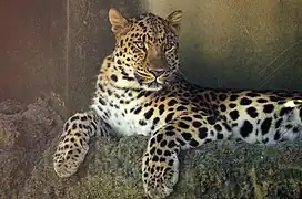 Amurleopard (Panthera pardus orientalis)
