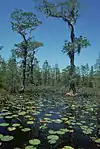 Okefenokee National Wildlife Refuge