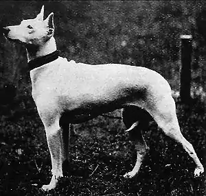Old White English Terrier (†)