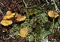 Hellgelber FlechtennabelingLichenomphalia hudsonia