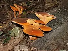 Dunkler ÖlbaumpilzOmphalotus olearius