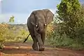 Afrikanischer Elefant