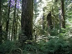 Primärwald in der Opal Creek Wilderness